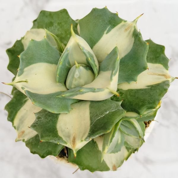 Image of Agave isthmensis