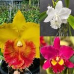 Image of Red White Orange Cattleya Orchid Combo