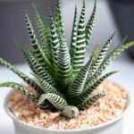The Zebra Plant