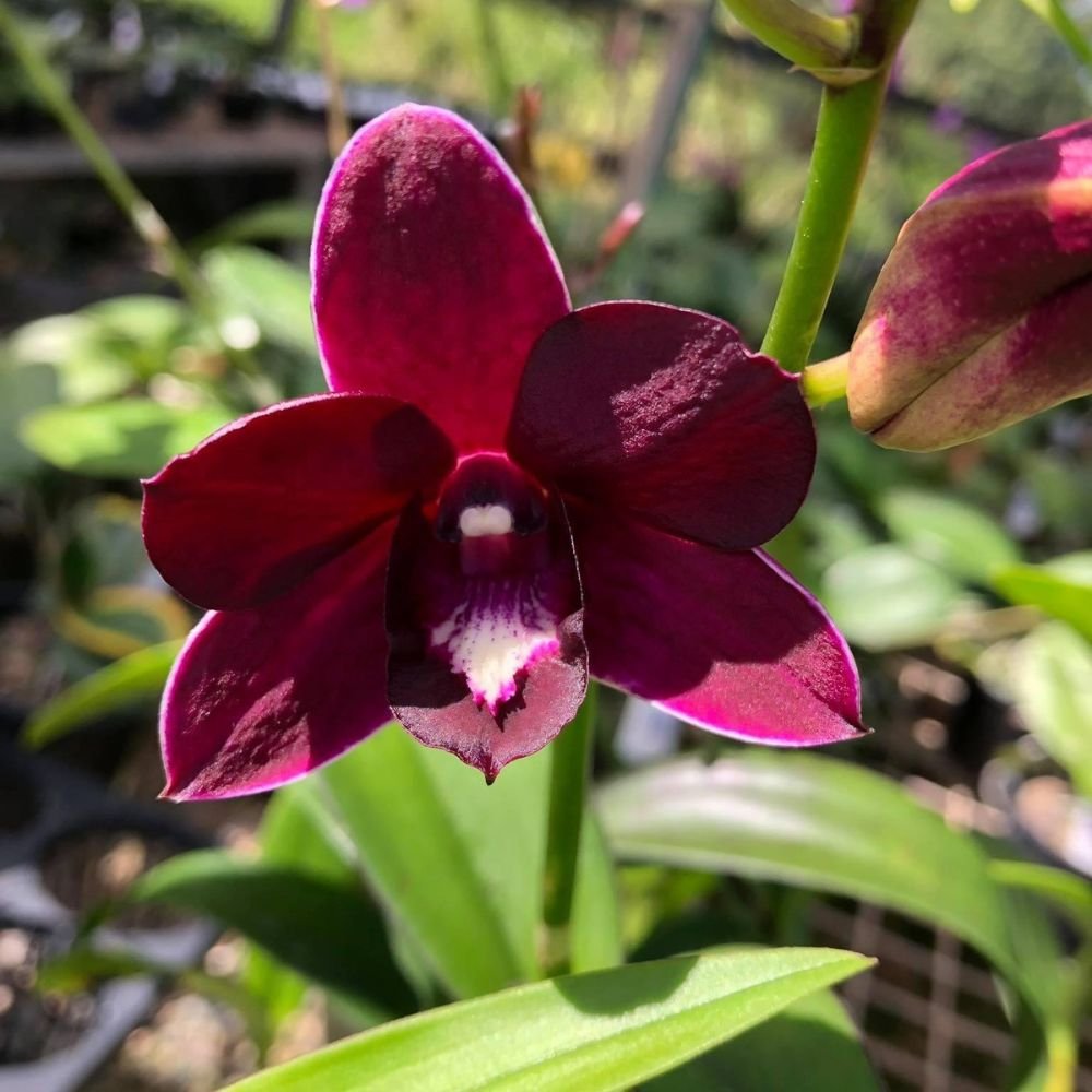 Dendrobium Red Dragon Orchid - Image 4