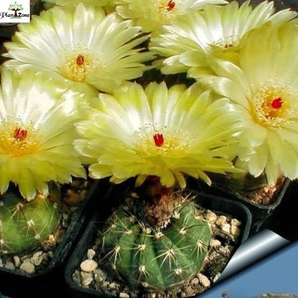 Image of Indiana Head Cactus (Parodia ottonis)