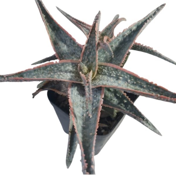 Aloe Bright Star - Image 4