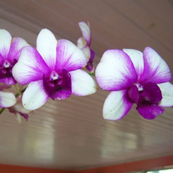 Dendrobium Apichart Rainbow - Image 4