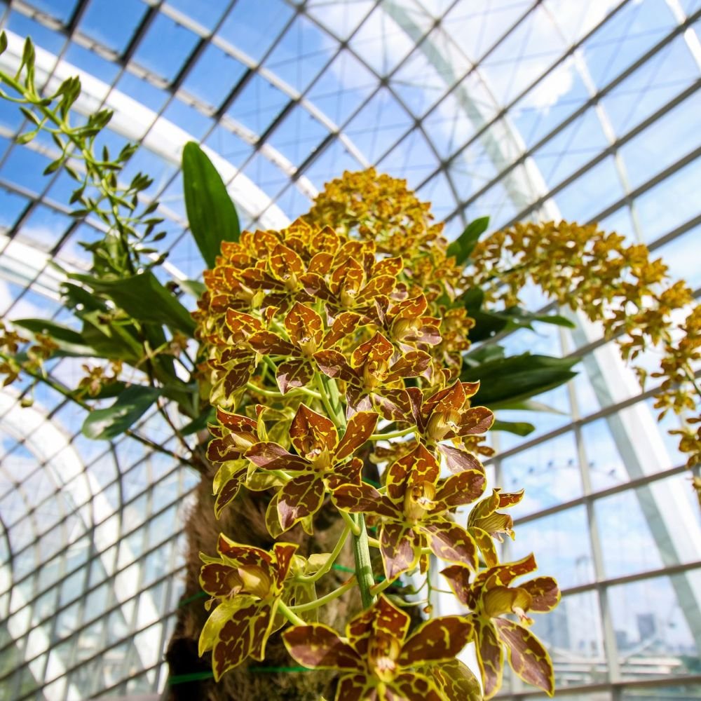 Grammatophyllum Brown Orchid - Image 7