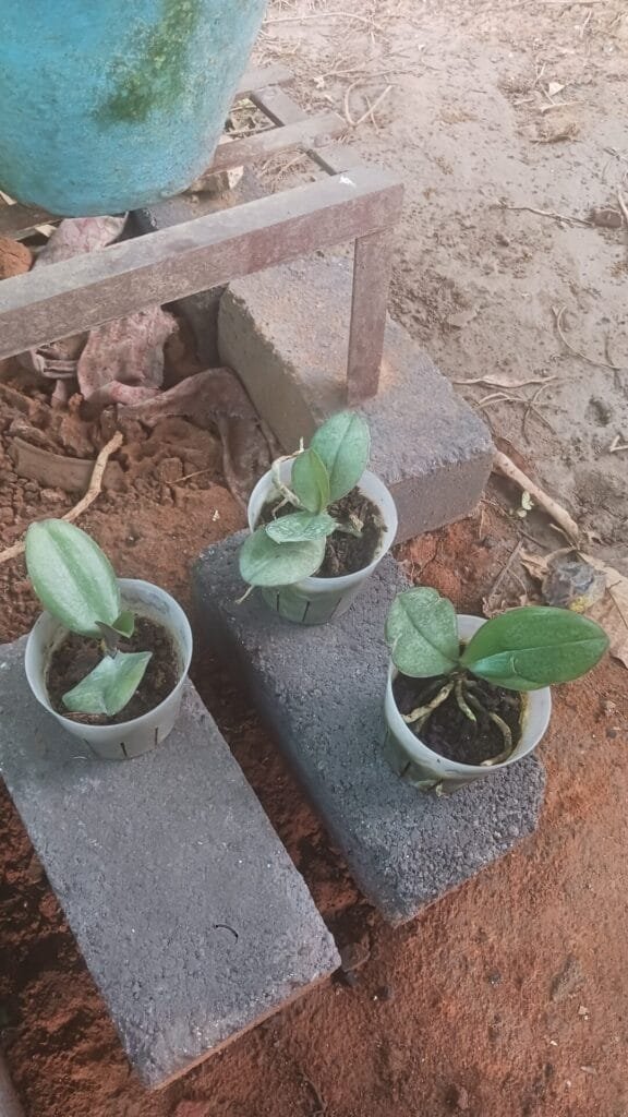 Image #1 from Rajendra Kujur