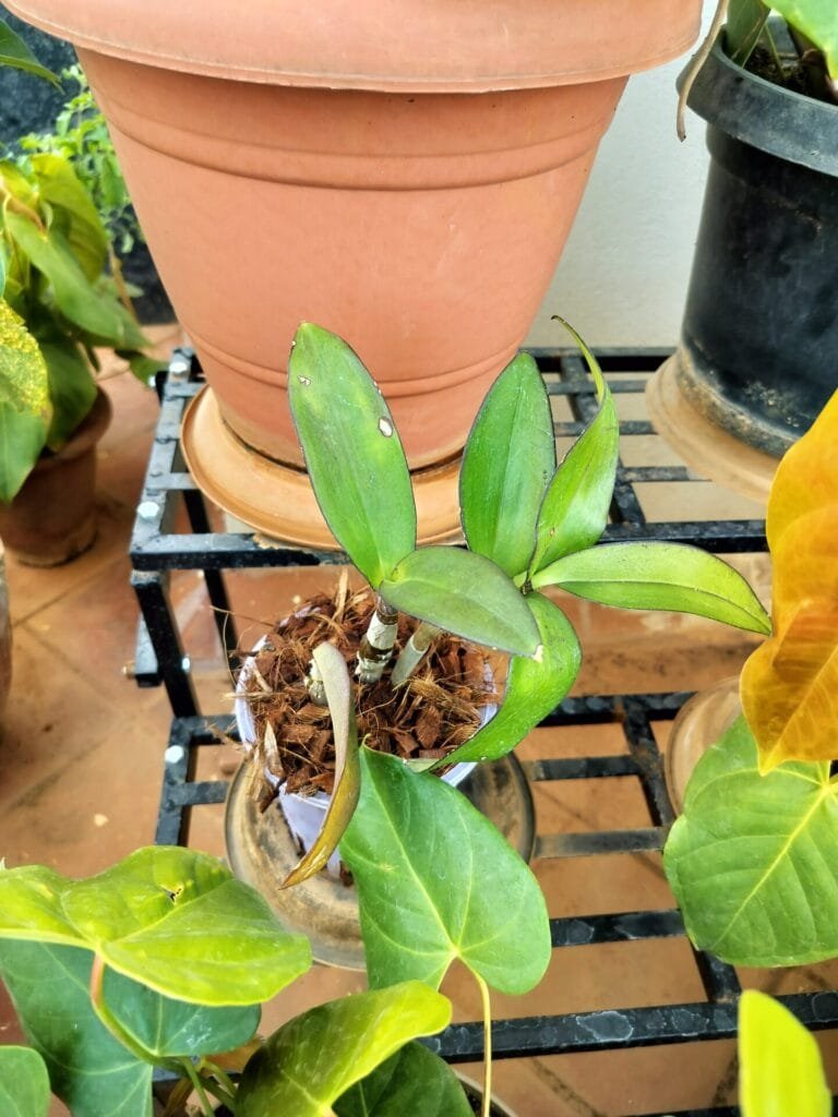 Image #3 from Anoop Ram