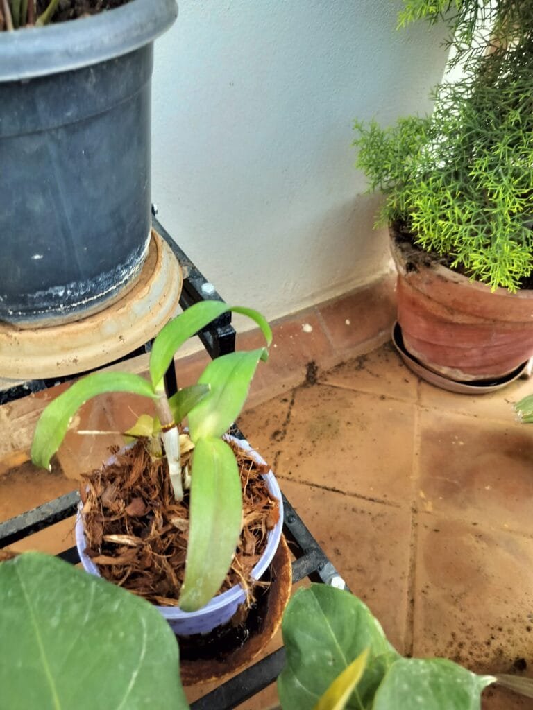 Image #1 from Anoop Ram