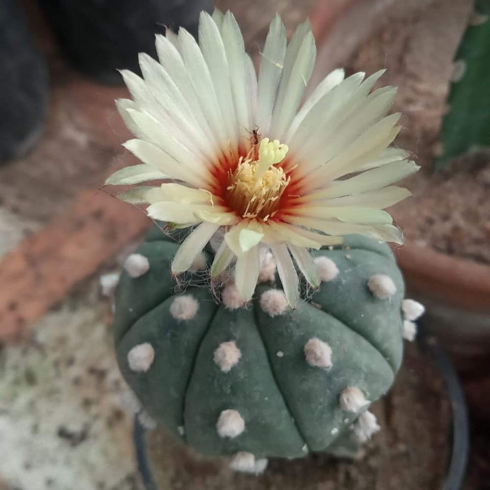 Astrophytum Grafted Cactus