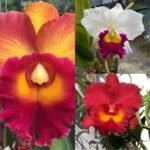 Image of Red White Orange Cattleya Orchid Combo