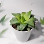 Image of Haworthia Retusa