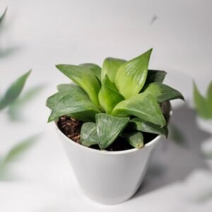 Image of Haworthia Retusa