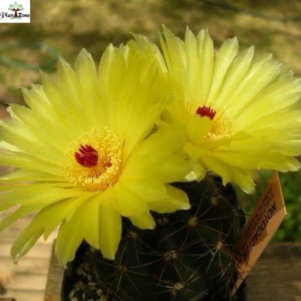 Image of Indiana Head Cactus (Parodia ottonis)