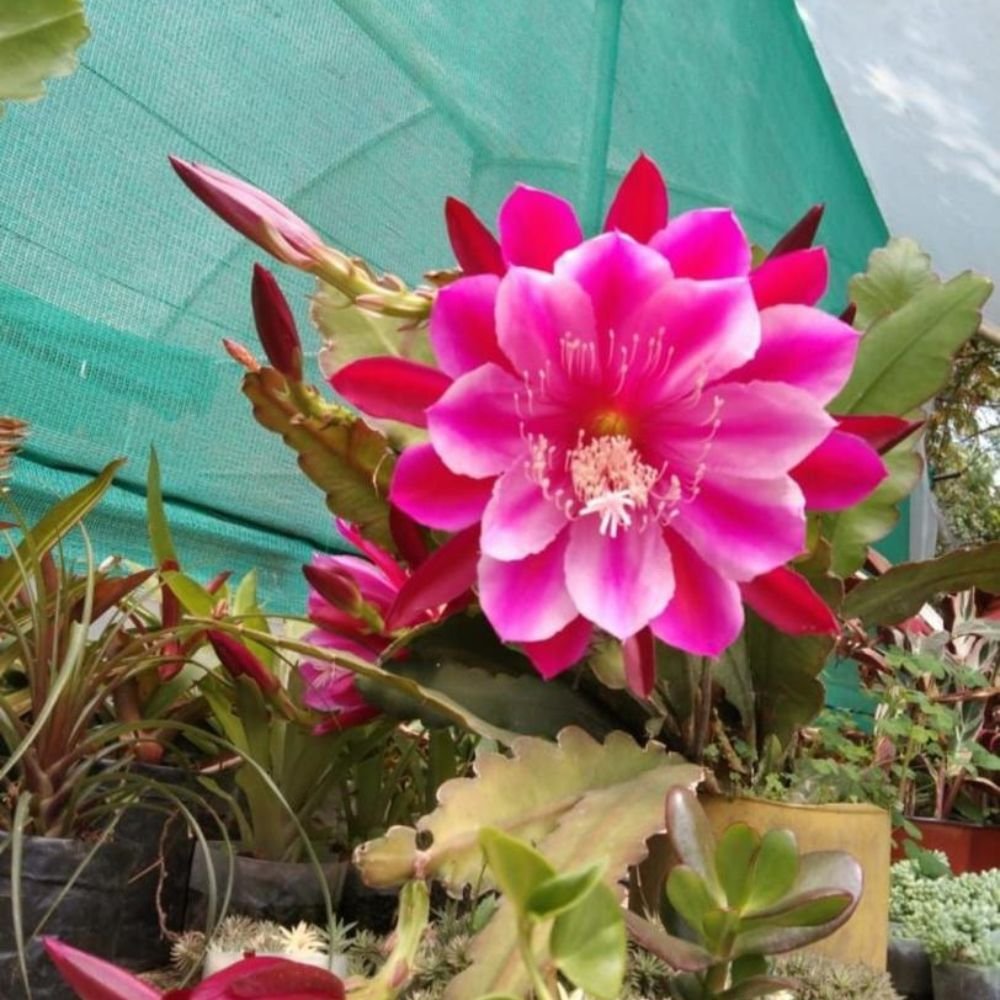 Brahma Kamal | Epiphyllum Bicolor - Image 3