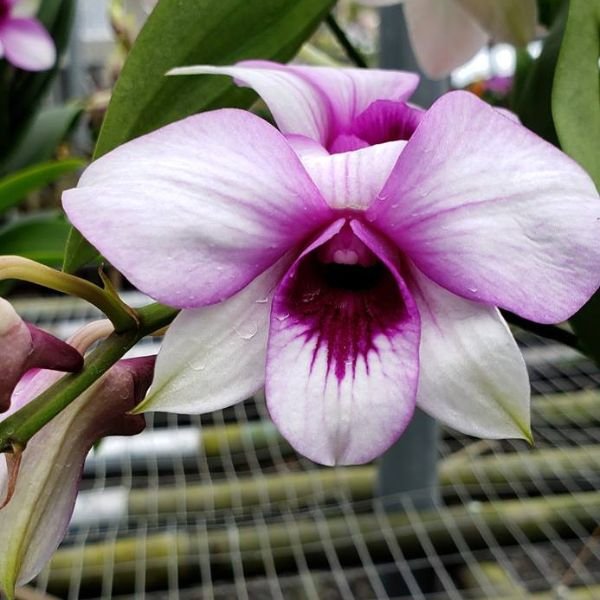 Dendrobium Apichart Rainbow - Image 3