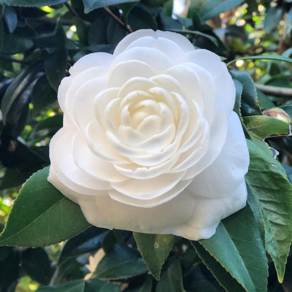 Camellia White