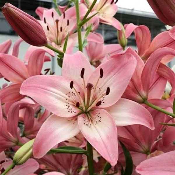 Lilium Bulbs combo pack of 9 - Image 8