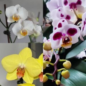 Picture of White Yellow Polkadots Phalaenopsis Combo