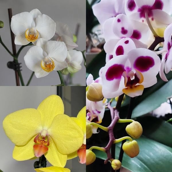 Picture of White Yellow Polkadots Phalaenopsis Combo