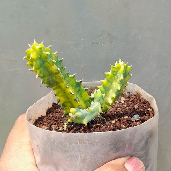 Huernia zebrina variegata cactus - Image 4