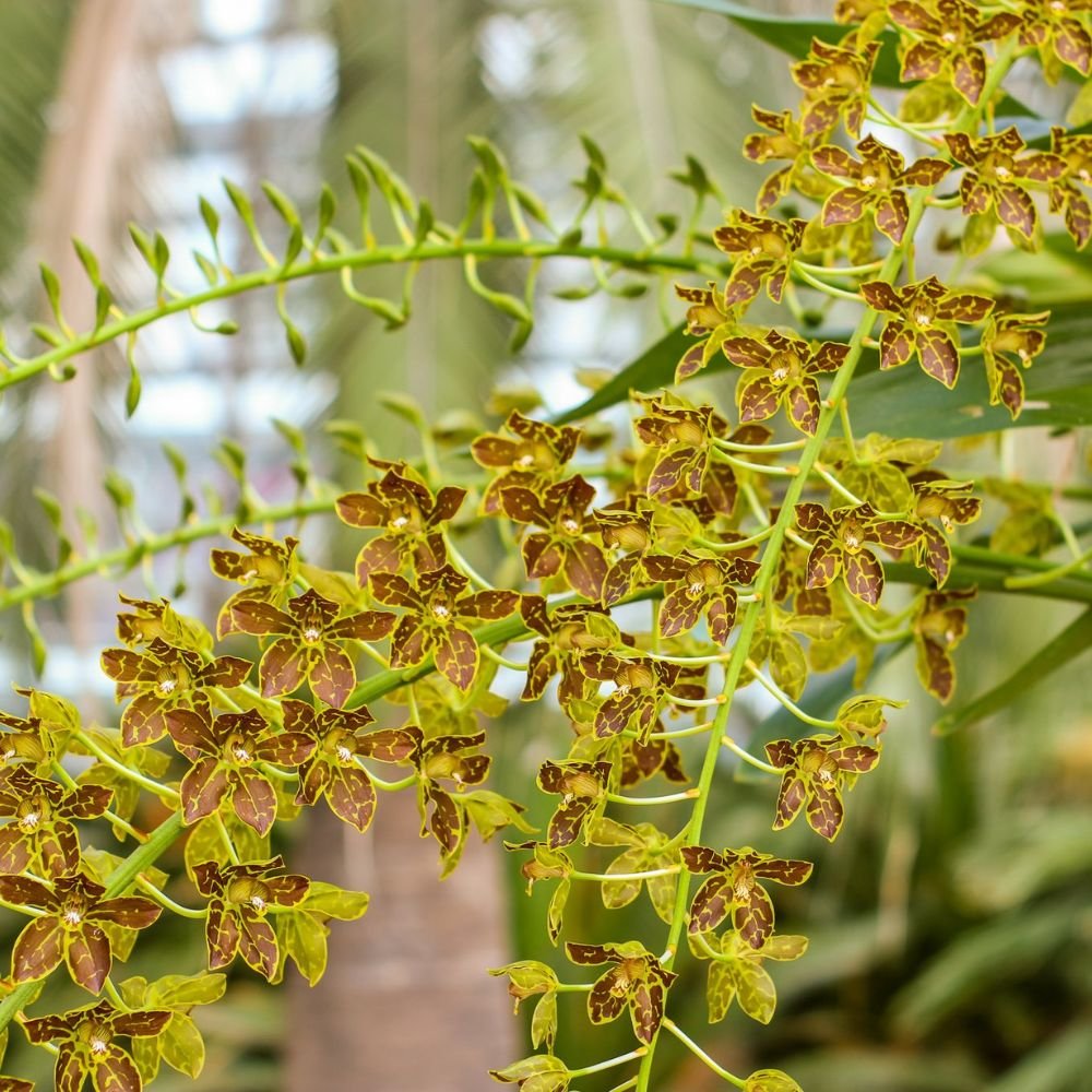 Grammatophyllum Brown Orchid - Image 6