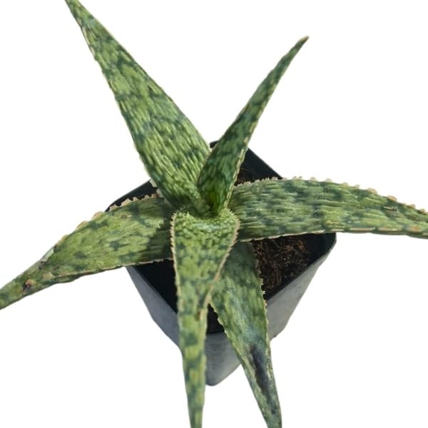 Aloe Delta Light - Image 6