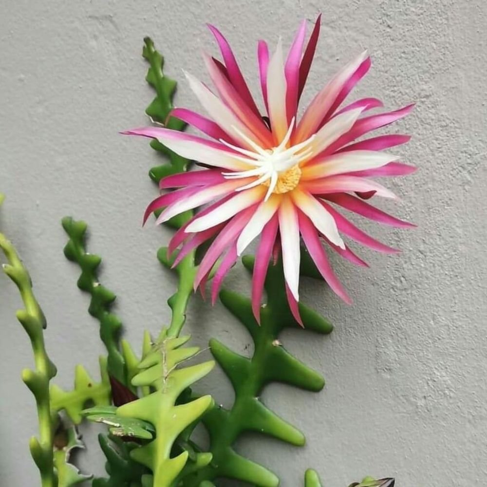 BrahmaKamal | Epiphyllum Fishbone - Image 4