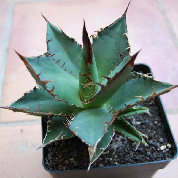 Agave titanota