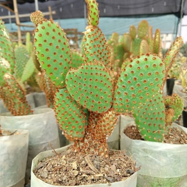 Red Ear Bunny Cactus
