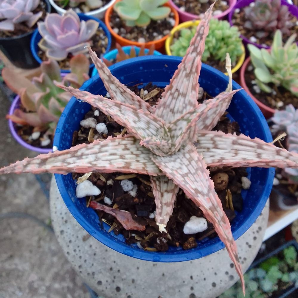 Aloe Delta Light
