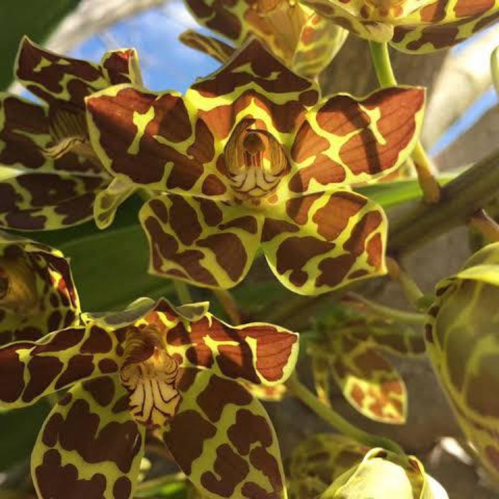 Grammatophyllum Brown Orchid - Image 3