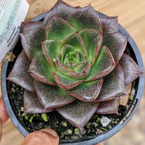 Echeveria Purpusorum