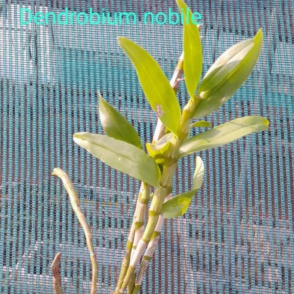 Dendrobium Nobile Orchid - Image 3