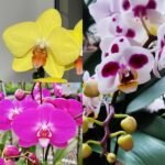 Image of Unique Phalaenopsis Orchid Combo