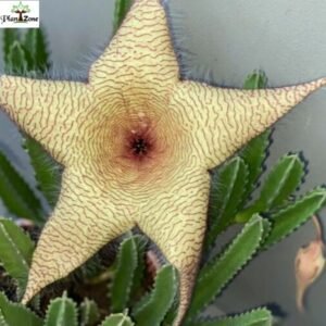 Image of Huernia macrocarpa cactus | Starfish Flower