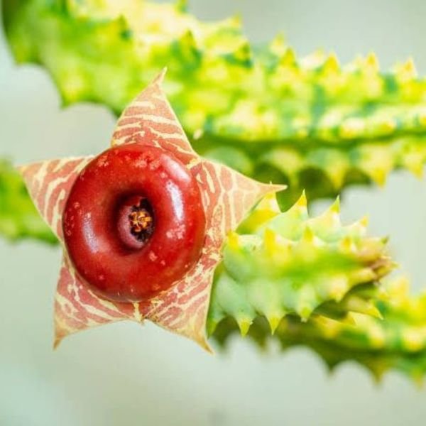 Huernia zebrina variegata cactus - Image 5
