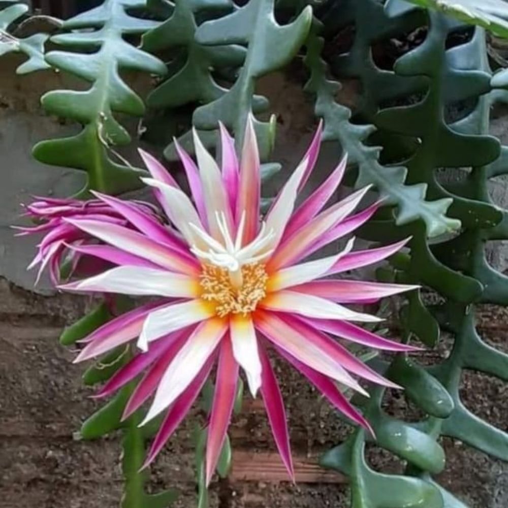 BrahmaKamal | Epiphyllum Fishbone - Image 5