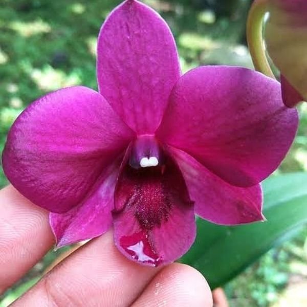 Dendrobium Sakda Beauty - Image 3