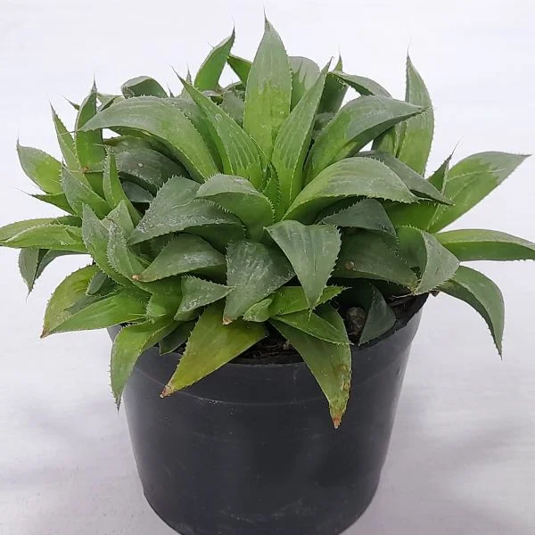 Image of Haworthia magnifica