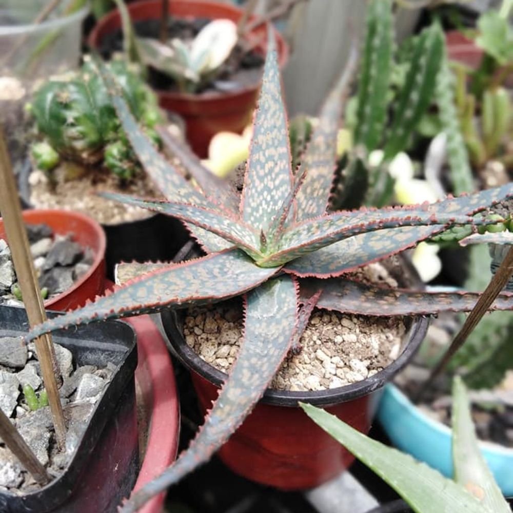 Aloe Delta Light - Image 4