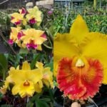 Picture of Yellow Cattleya Orchid Combo