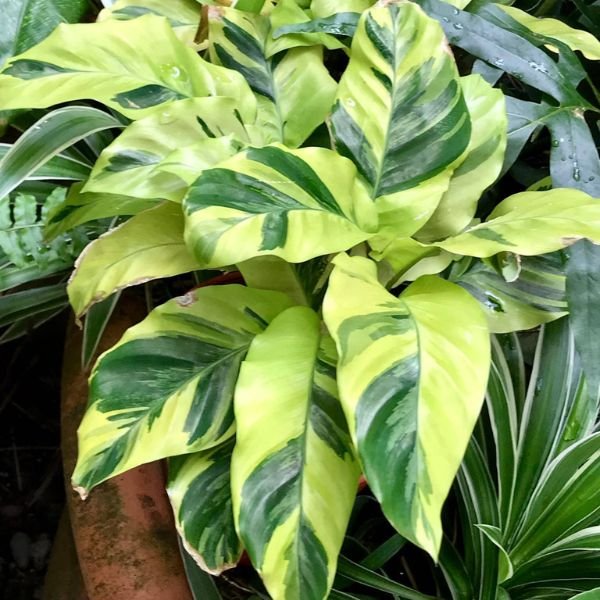 Calathea Yellow Fusion - Image 4