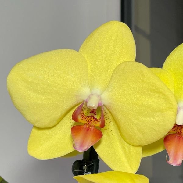 Image of Phalaenopsis Miraflore Orchid