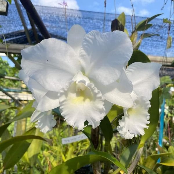 Cattleya Snow White - Image 3