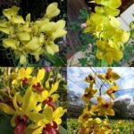 Picture of Yellow Dendrobium Orchid Combo