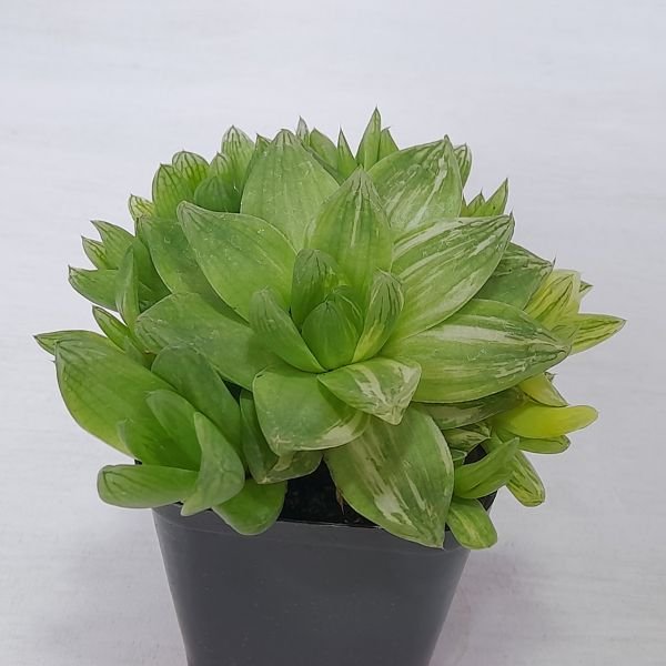 Haworthia Planifolia - Image 3