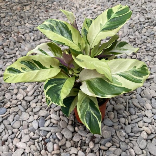Calathea Yellow Fusion