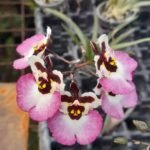 Image of Tolumnia Orchid