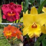 Picture of Yellow Red Orange Cattleya Orchid Combo