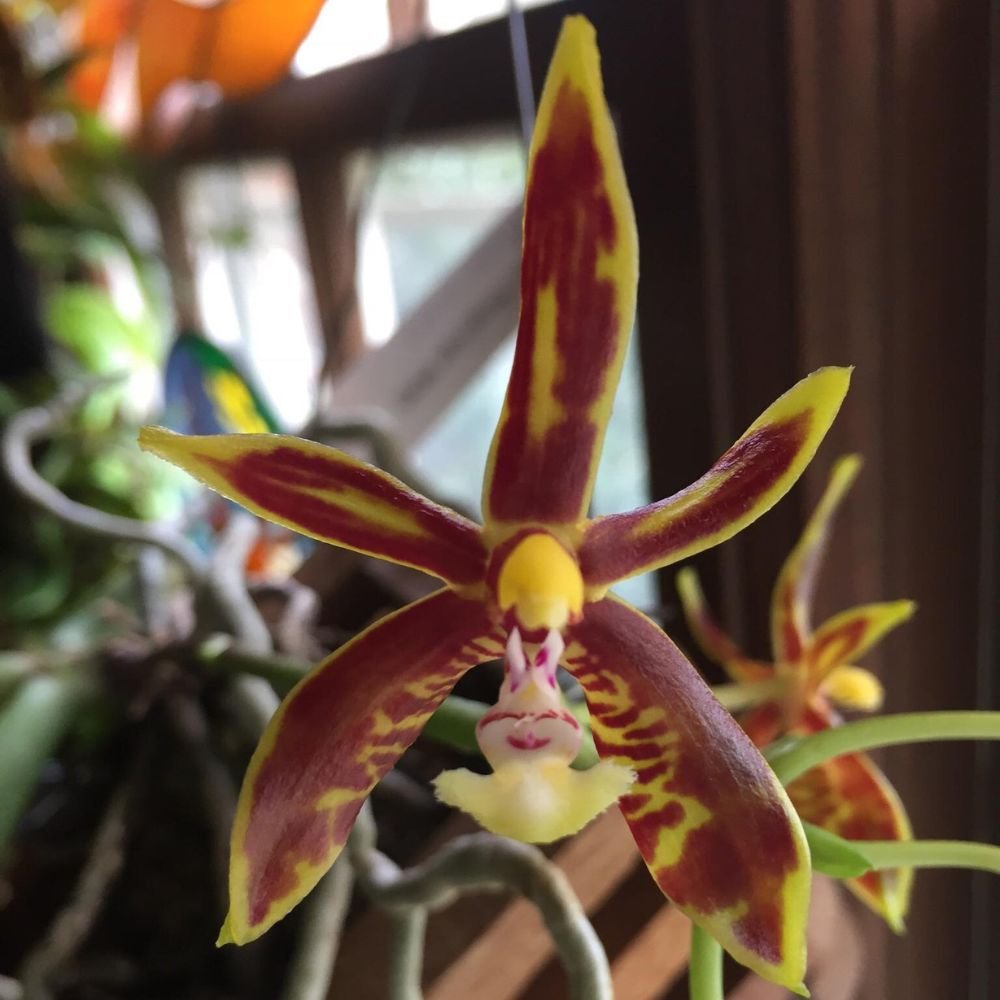 Phalaenopsis mannii - Image 5