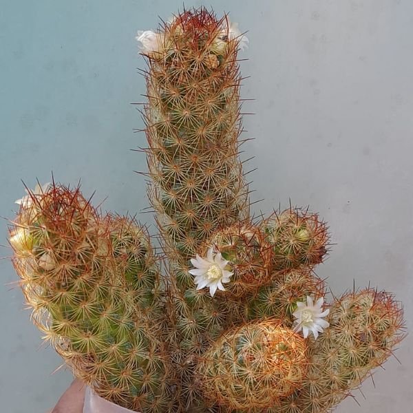 Mammillaria Elongata Cactus